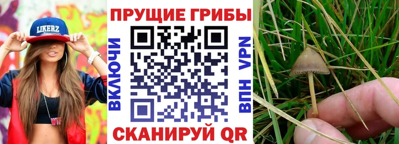 Галлюциногенные грибы Psilocybine cubensis  Купить  Андреаполь 